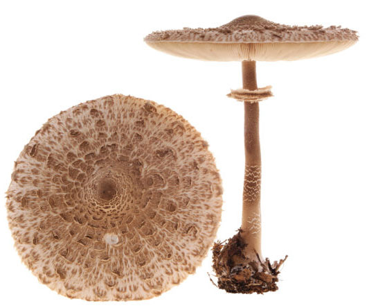 champignon coulemelle